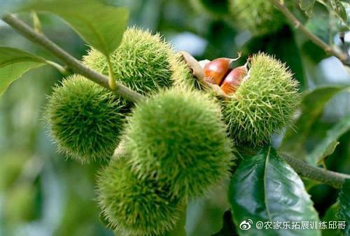 长沙周边新鲜水果基地就在罗王古寨