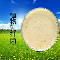 植物乳杆菌 分泌乳酸 产生消化酶 厂家