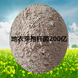 地衣芽孢杆菌 广泛应用于水产 畜禽 农业 绿色 厂家