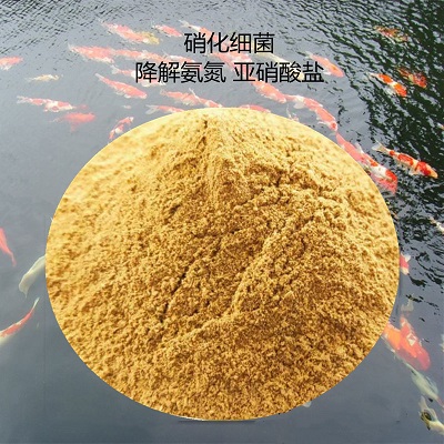 硝化细菌降解氨氮 亚硝酸盐 污水处理用